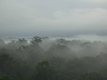 der Morgennebel über dem Dschungel Guatemalas