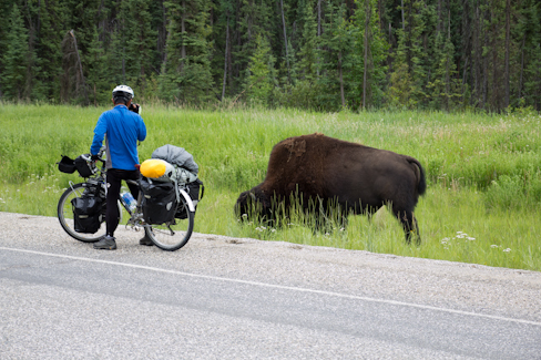 Ok, Buffalos are crossing; and it´s better to stay away ...