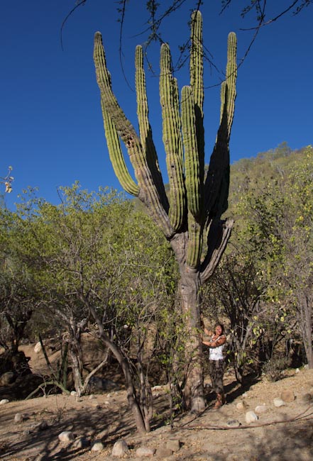 Huge Cactus