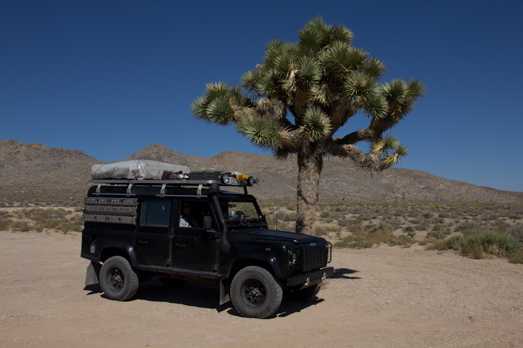 The first big Joshua Tree on our way