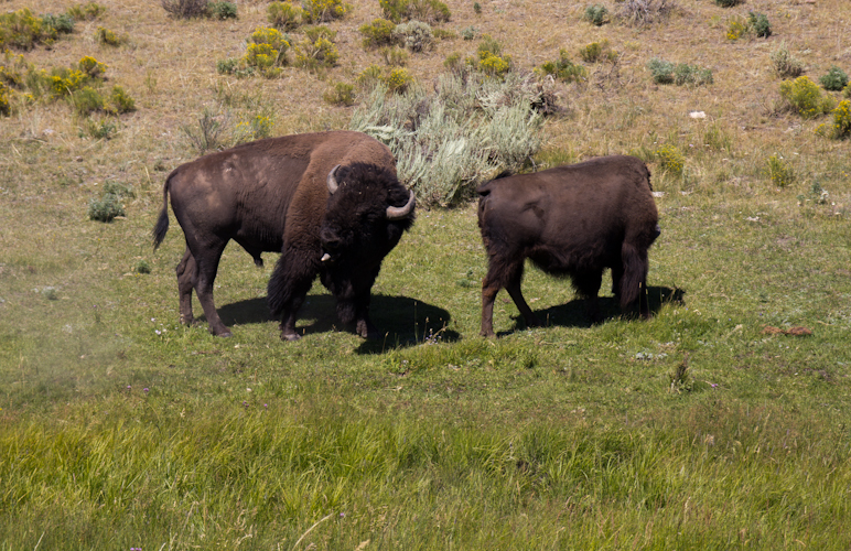 Buffalos in Yellowstone