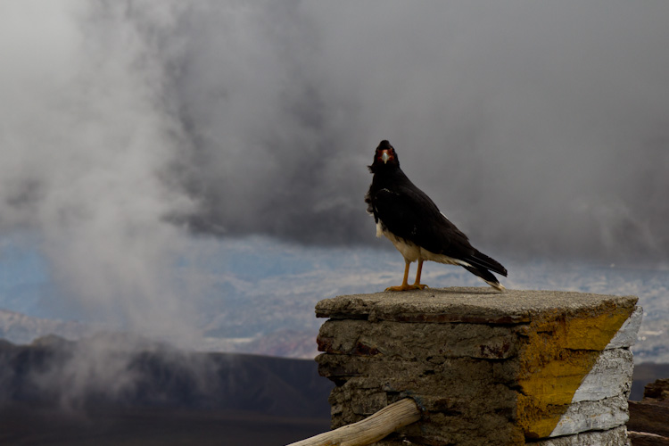 Bolivia: La Paz - Chacaltaya: a lonely bird