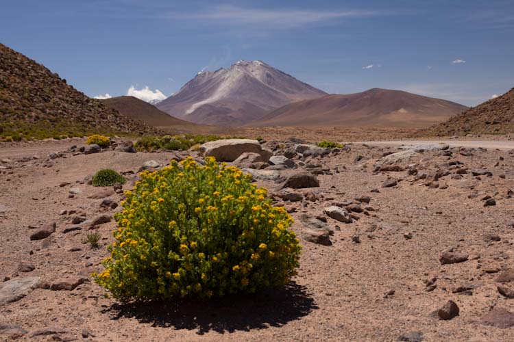 Bolivia: Altiplano - on the way: Volcan Ollague