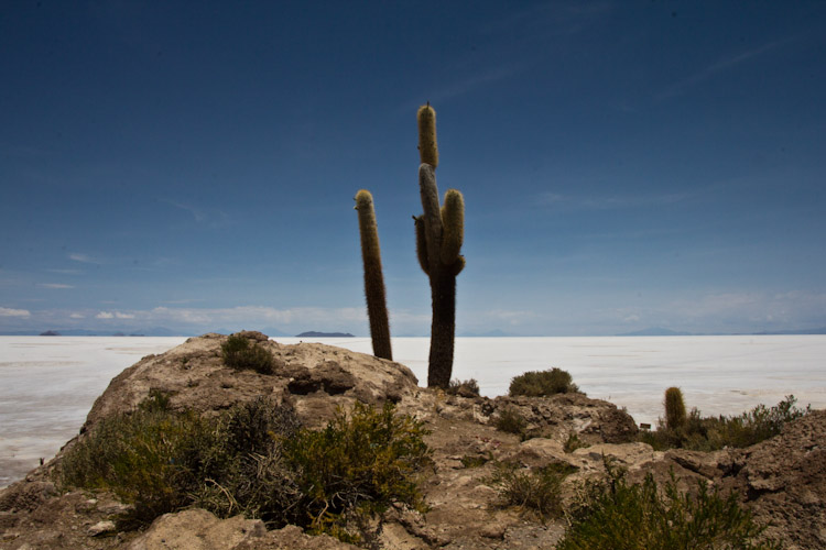 Bolivia: Salar de Uyuni - Isla Incahuasi