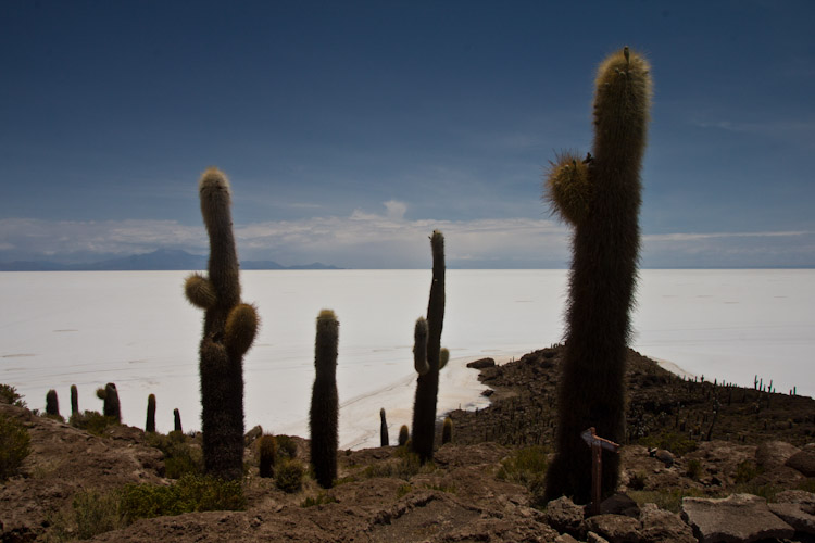 Bolivia: Salar de Uyuni - Isla Incahuasi