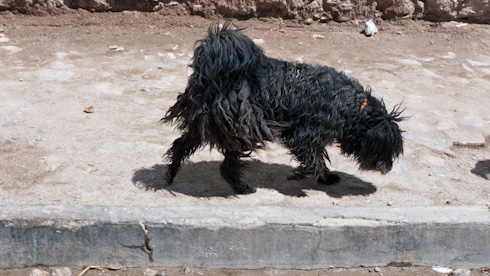Bolivia: Uyuni - street dogs