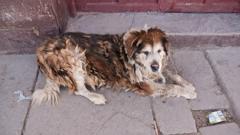 Bolivia: Uyuni - street dogs