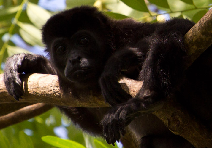 Costa Rica: Canas Castillas, La Cruz - Howler Monkeys