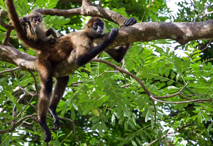Costa Rica: Canas Castillas, La Cruz - Spider Monkeys