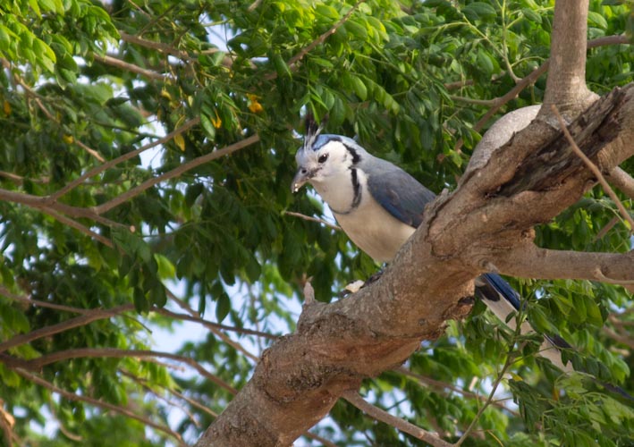 Costa Rica: Canas Castillas, La Cruz - birds