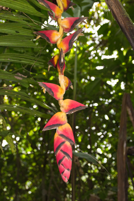 Costa Rica: Central Highlands - La Fortuna: Hanging Bridges; german flag flower