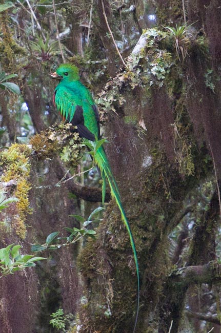 Costa Rica: Central Highlands - Mirador de Quetzales: Quetzal