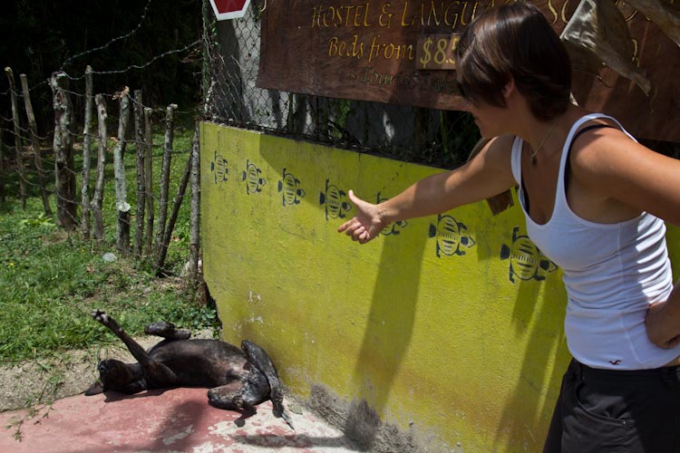 Costa Rica: Orosi Valley - Orosi: "Killing the dog"