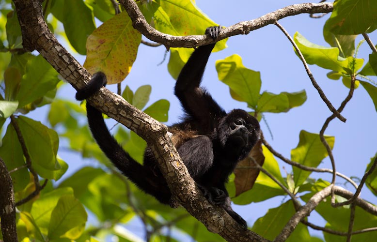 Costa Rica: Peninsula de Nicoya - Playa Mal Pais: howler monkeys2