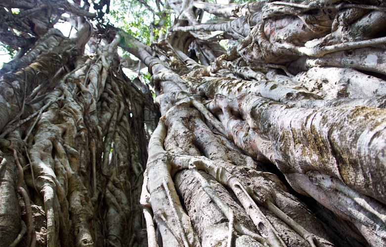 Costa Rica: Peninsula de Nicoya - Giant Tree