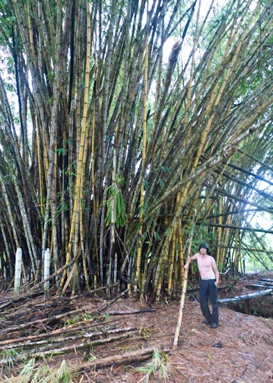 Costa Rica: Peninsula Osa - Huge Bamboo