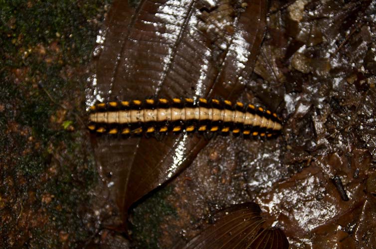 Costa Rica: Central Highlands - Santa Elena Reserva: caterpillar
