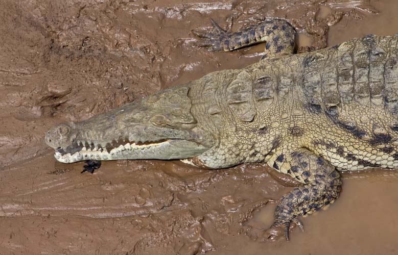 Costa Rica: Southern Coast - Tarcoles: crocodiles