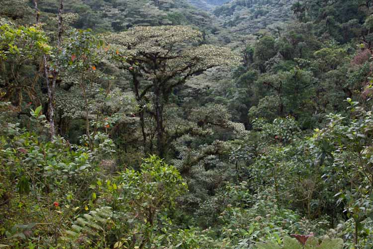 Ecuador: Mindo - Ruta Ecologica