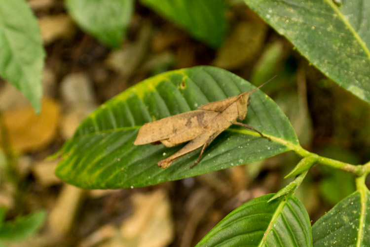 Ecuador: Mishualli - Jatun Sacha: grasshopper