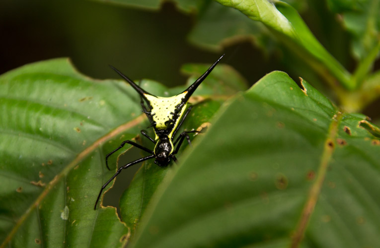 Ecuador: Mishualli - Jatun Sacha: spider
