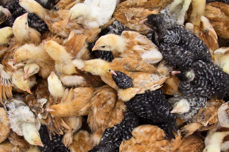 Ecuador: Otavalo - Saturday Animal market: chicken ... still alive