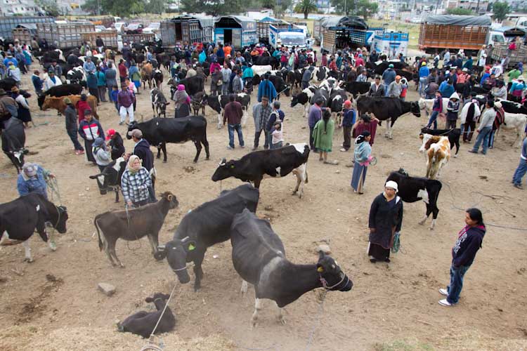 Ecuador: Otavalo - Saturday Animal market: hustling and bustling
