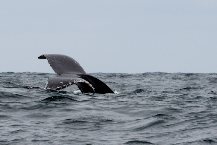 Ecuador: Salango - Whale Watching