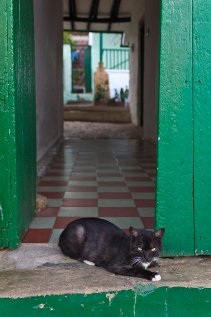 Colombia: Central Highlands - Barrichara: Beware of the Cat