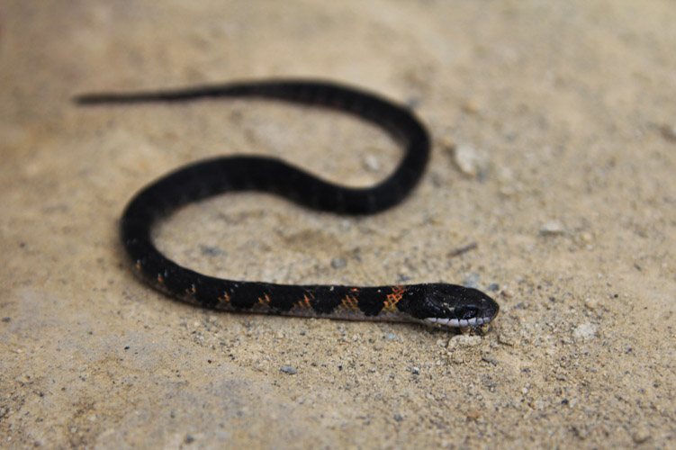 Colombia: Desierto de la Tatacoa - snake