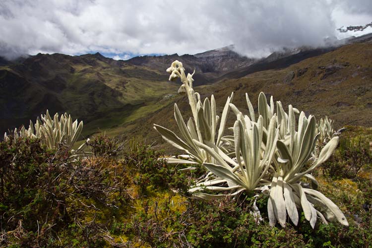 Colombia: Central Highlands - NP Cocuy
