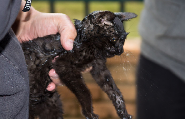 Colombia: Southern Region - Purace: washing a dirty cat