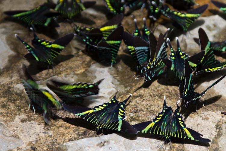Colombia: nice butterflies