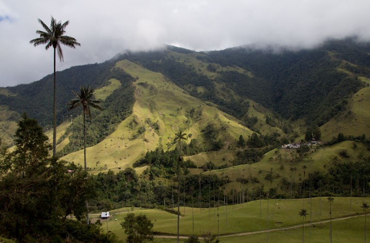 Colombia: Coffee Region - Valle de Cocora