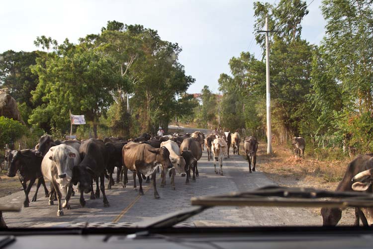 Nicaragua: Ometepe; usual traffic