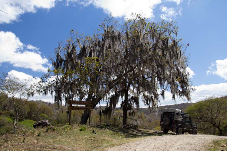 Spooky Tree in the Reserva Natural Miraflor