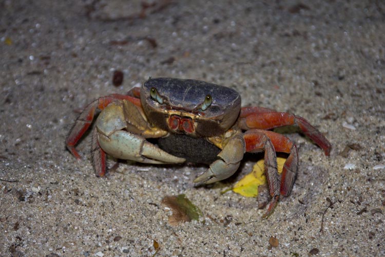Panama: southern coast - Santa Clara: Mr. Crab