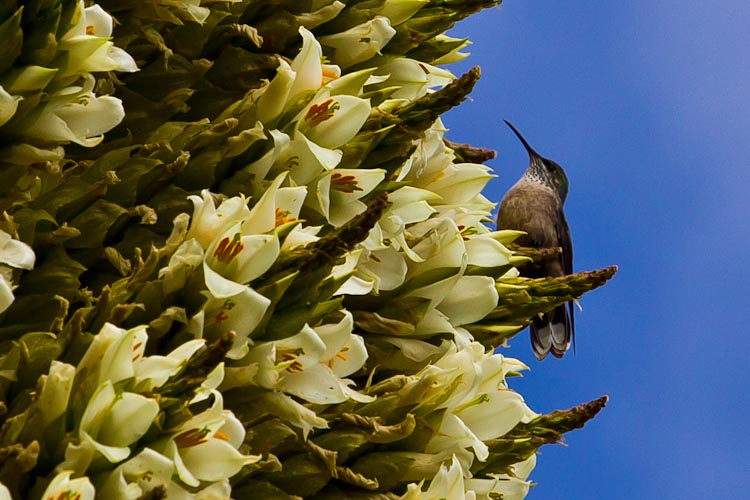 Peru: Cordillera Blanca - Puya Raimondii: Hummingbird