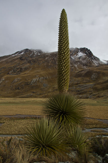 Peru: Cordillera Blanca - Puya Raimondii: Bloom Plant