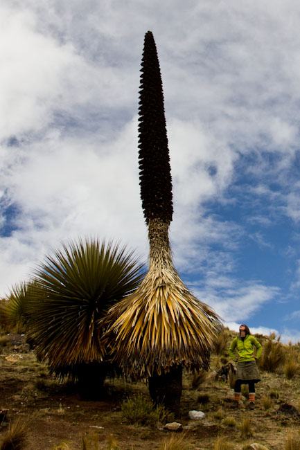 Peru: Cordillera Blanca - Puya Raimondii: Dead Plant