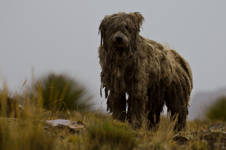 Peru: Cordillera Blanca - Puya Raimondii: Predator Dog