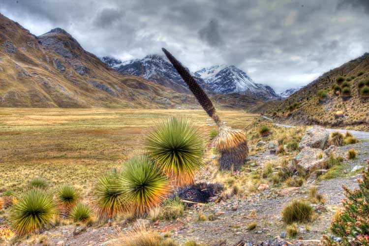 Peru: Cordillera Blanca - Puya Raimondii: The Valley