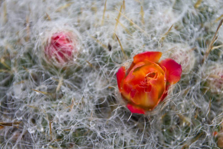 Peru: Hatun Machay - Cactus Flower