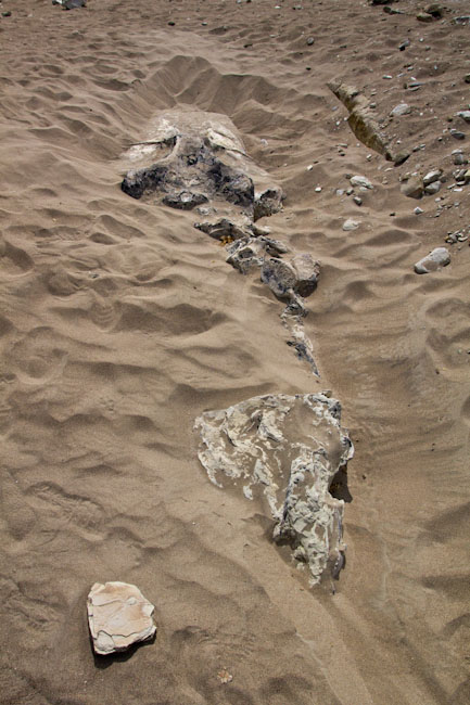 Peru: close to Ica - Fossils