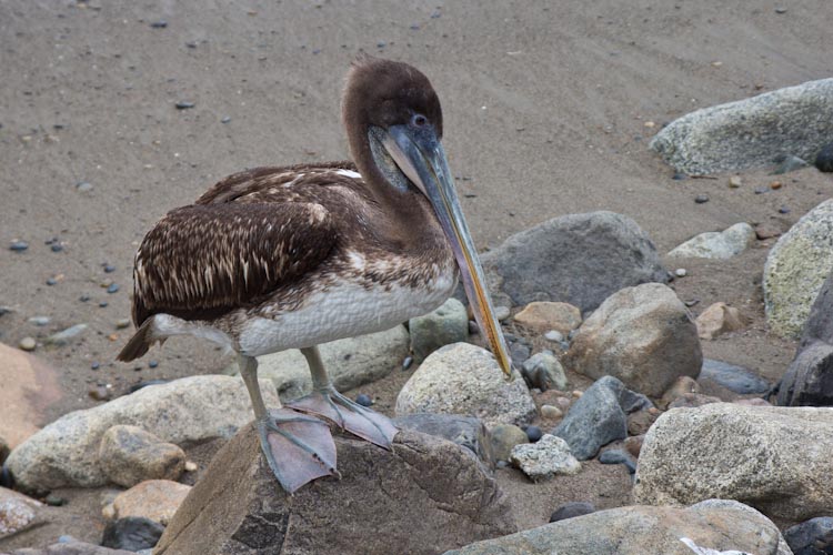 Peru: Huanchaco - Pelican