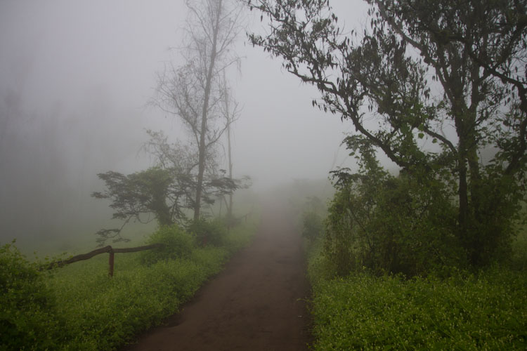 Peru: Lomas de Lachay - foggy morning2