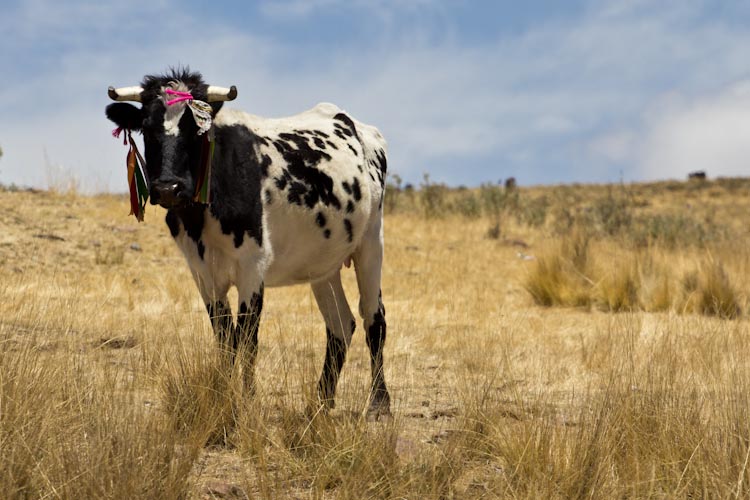 Peru: Nasca to Cusco - Highland Cow