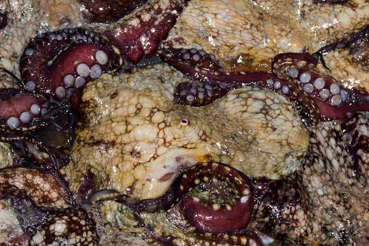 Peru: Reserva Paracas - Fresh Octopus