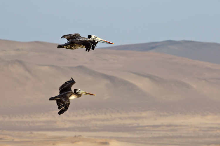 Peru: Reserva Paracas - Pelicans2