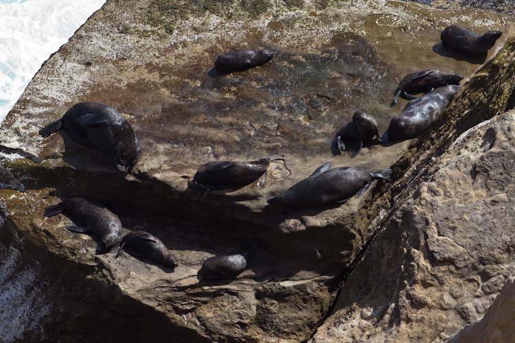 Peru: Reserva Paracas - Seals